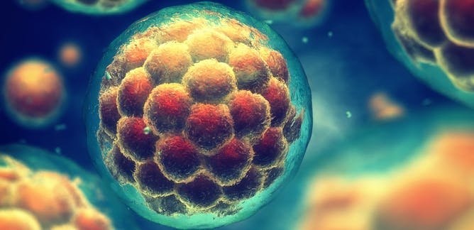 إنتاج الخلايا الجذعية البالغة